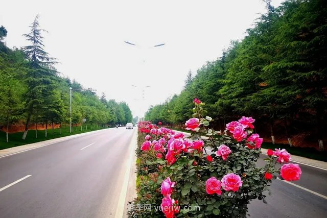洛陽(yáng)嵩縣月季美化，使公路變成了靚麗的風(fēng)景線(xiàn)(圖3)