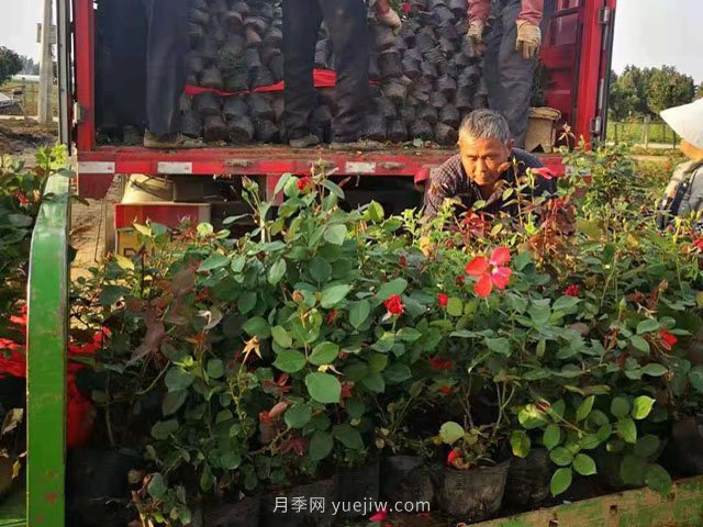 夏季工程綠化不適合種月季苗！不存在！做好5點(diǎn)成活率不用擔心(圖2)