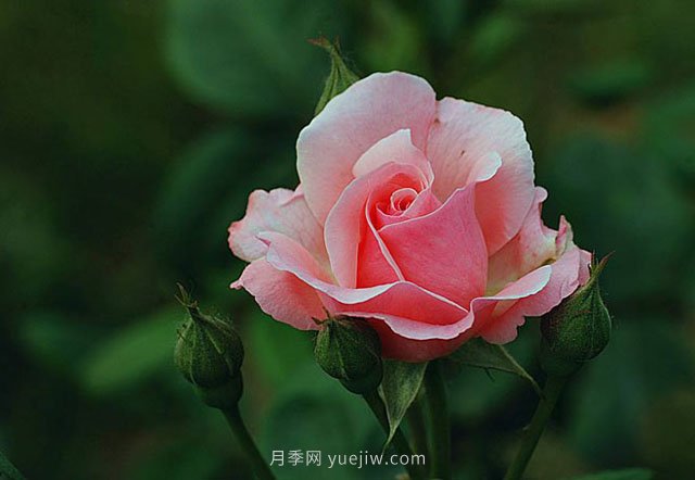 月季花需要在什么時(shí)候扦插？扦插的辦法有哪些？(圖1)
