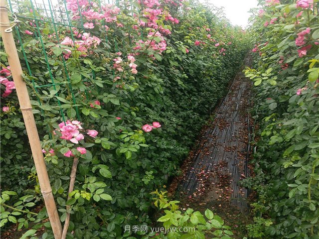 藤本月季不開(kāi)花不爬藤是什么原因造成的？(圖1)