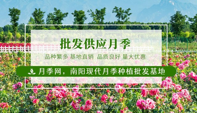 南陽(yáng)月季花后如何修剪？什么時(shí)候修剪比較好？(圖1)