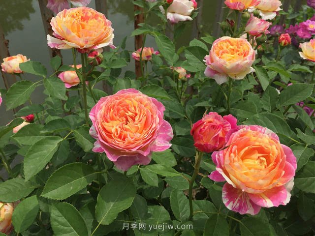 月季缺肥的現象是什么？如何給月季補充肥料？(圖1)