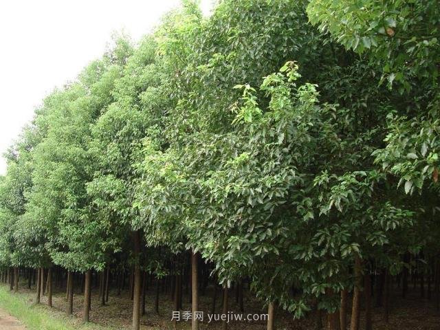 香樟樹(shù)分布范圍和經(jīng)濟價(jià)值(圖1)