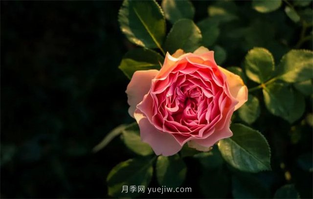 昆明李淑斌深山搞科研，為晉寧月季插“芯片”(圖1)