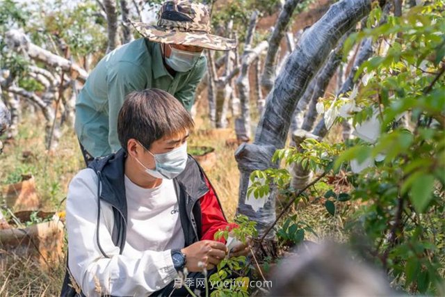 昆明李淑斌深山搞科研，為晉寧月季插“芯片”(圖2)