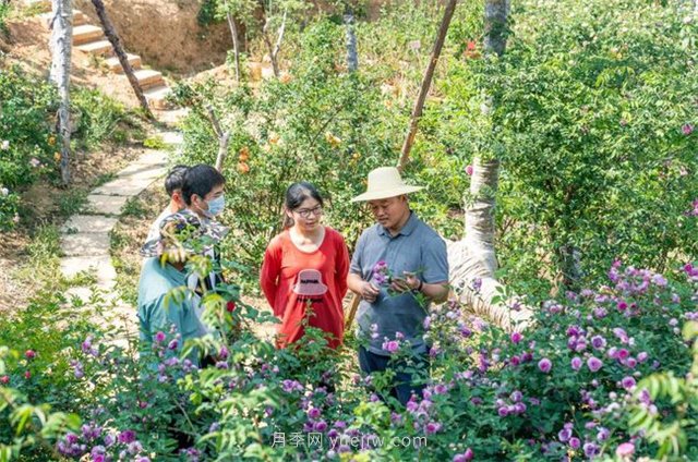 昆明李淑斌深山搞科研，為晉寧月季插“芯片”(圖3)