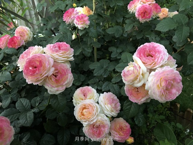 羅曼尼詹森月季，擁有彩色的月季花墻(圖1)
