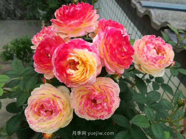 羅曼尼詹森月季，擁有彩色的月季花墻(圖2)