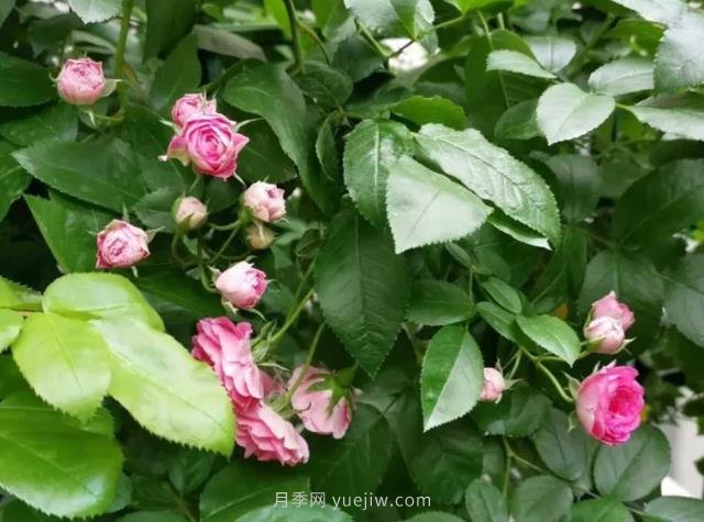 天狼家胭脂扣月季，花友反饋很贊(圖2)