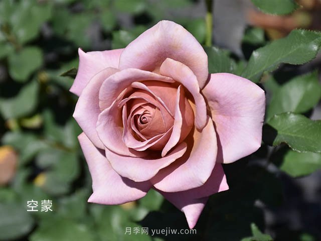 天津市市花？是月季嗎(圖1)