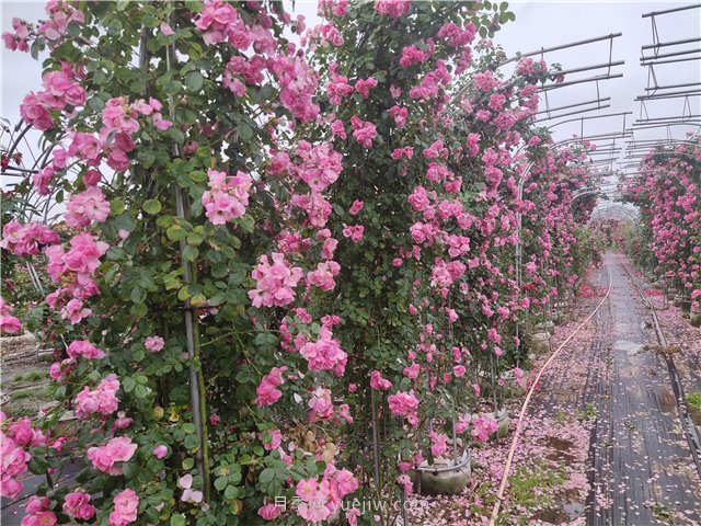 爬墻植物大集合，讓你的庭院瞬間高大上(圖1)