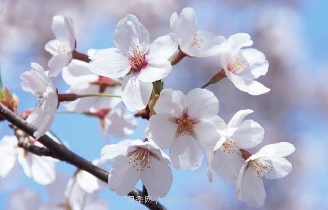 櫻花一般開(kāi)多久？櫻花一般持續多久？  5號網(wǎng)版權所有(圖1)