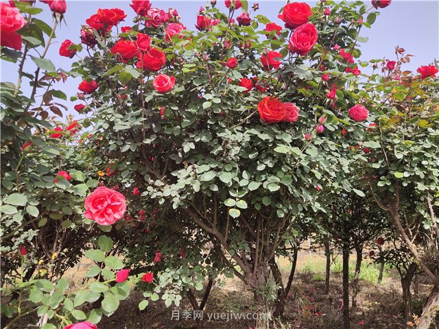 樹(shù)狀月季從有花苞到開(kāi)花需要多久？(圖1)