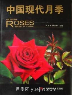 月季圖書(shū)：王世光，薛永卿《中國現代月季》(圖2)