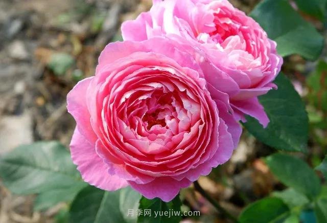 夏季月季如何保持開(kāi)花？除了澆水，還需做好3件事(圖1)