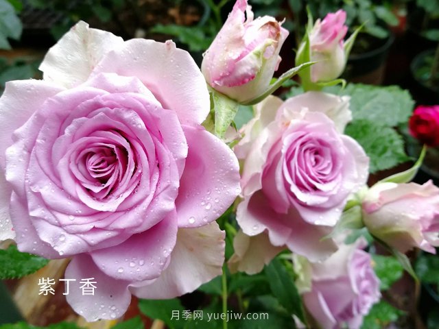 玫瑰花語(yǔ)大全！送花，原來(lái)有這么多講究！(圖1)