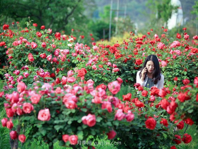 花卉旅游，“花為媒”帶動(dòng)“美麗經(jīng)濟”升級(圖1)