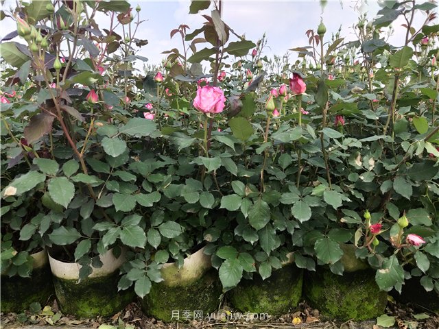 盆栽月季月月開(kāi)花五個(gè)因素和養護修剪原則(圖2)