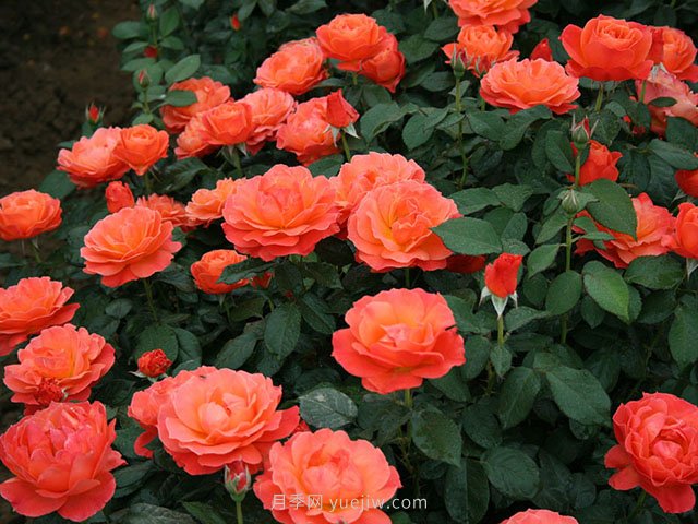 春夏秋冬月季種植指南，月季什么時(shí)候種植***好對比(圖3)