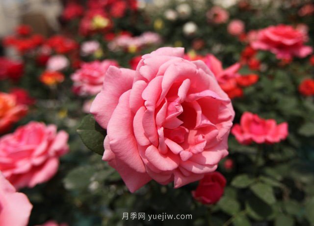 大花月季品種有哪些？和豐花月季的區別在哪？(圖1)