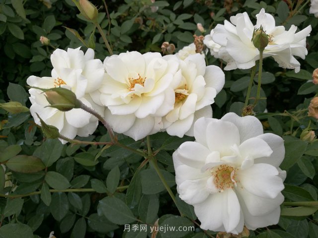 大花月季品種有哪些？和豐花月季的區別在哪？(圖2)