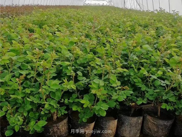 春天買(mǎi)的月季苗非常容易死掉，需要如何養護(圖1)
