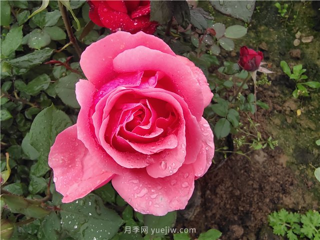 花木從業(yè)者應該知道的80條基本知識點(diǎn)術(shù)語(yǔ)，快收藏！(圖1)