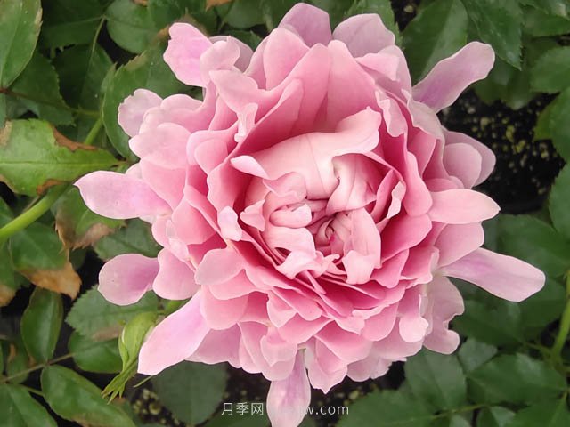 夏日炎炎，苗木日灼傷了怎么辦？(圖1)