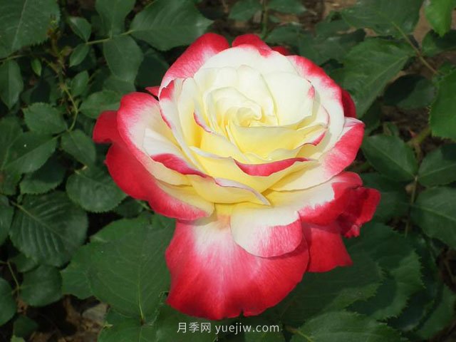園林人須知夏季月季噴藥有五忌！(圖1)