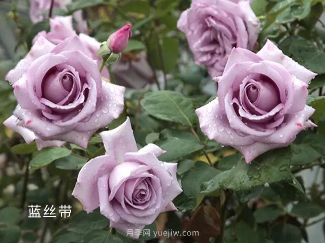 夏季要預防月季病害，6種苗木病害防治方法(圖1)
