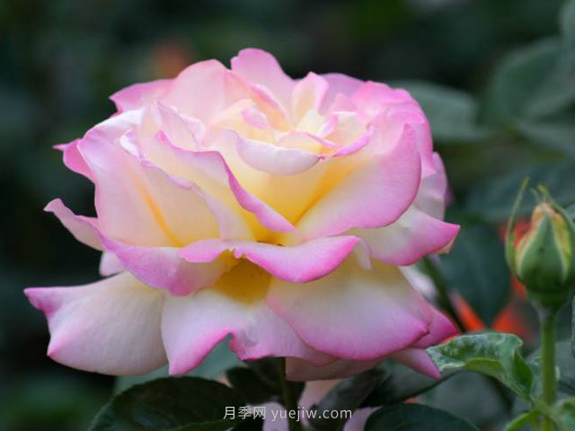 6種花卉入手有“黃金時(shí)間”，別選錯(圖1)