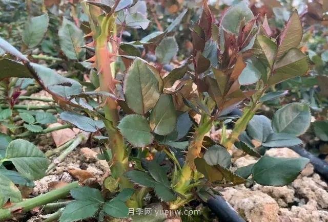 月季長(cháng)筍芽，有3喜3怕，順著(zhù)養才能冒粗筍(圖1)