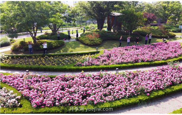 上海靜安區白遺橋公園5000余株月季盛放！位置在這(圖3)