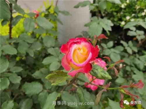 市花月季扮靚陜西渭南，朝陽(yáng)大街成了鮮花大道(圖6)