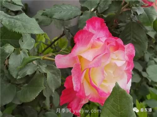 市花月季扮靚陜西渭南，朝陽(yáng)大街成了鮮花大道(圖1)