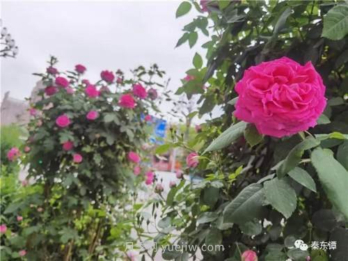 市花月季扮靚陜西渭南，朝陽(yáng)大街成了鮮花大道(圖2)