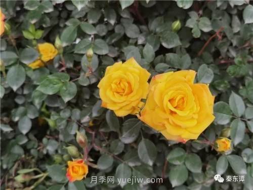 市花月季扮靚陜西渭南，朝陽(yáng)大街成了鮮花大道(圖5)