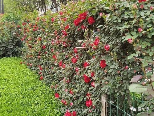市花月季扮靚陜西渭南，朝陽(yáng)大街成了鮮花大道(圖4)