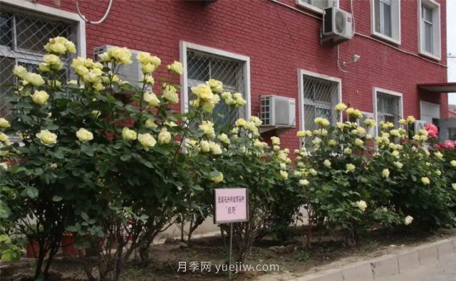 中國農業(yè)科學(xué)院自育月季品種競相開(kāi)放扮靚院區(圖4)