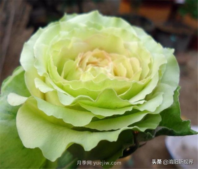 20種經(jīng)典月季品種，妝點(diǎn)南陽(yáng)火熱的夏季(圖17)