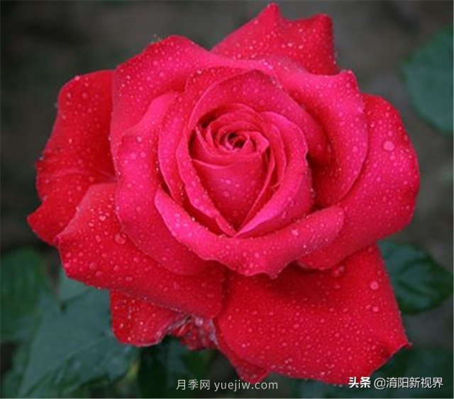 20種經(jīng)典月季品種，妝點(diǎn)南陽(yáng)火熱的夏季(圖3)