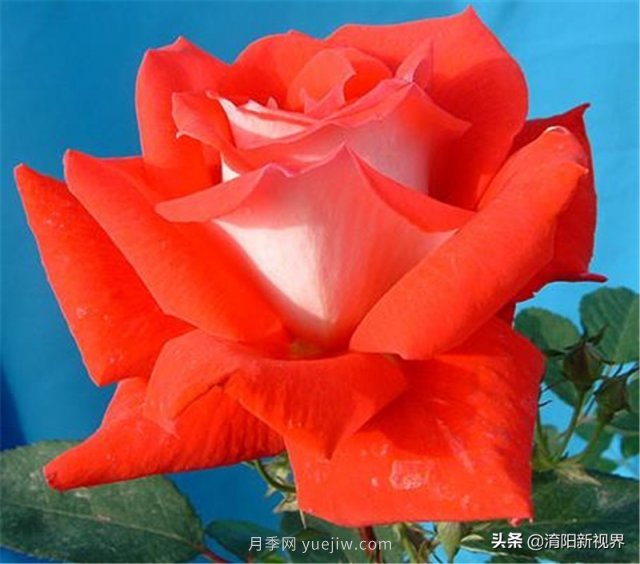 20種經(jīng)典月季品種，妝點(diǎn)南陽(yáng)火熱的夏季(圖11)