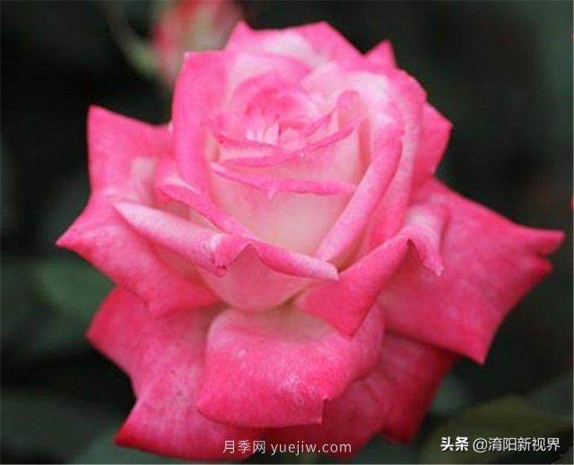 20種經(jīng)典月季品種，妝點(diǎn)南陽(yáng)火熱的夏季(圖12)