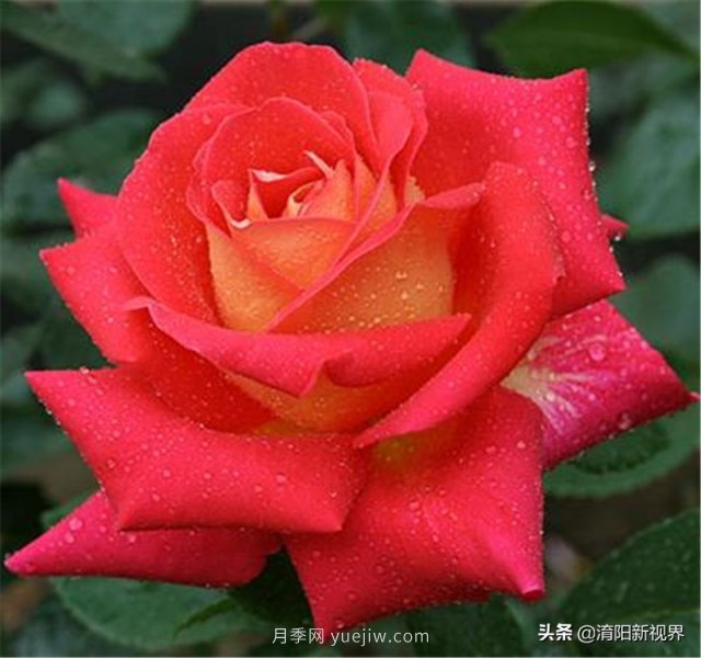 20種經(jīng)典月季品種，妝點(diǎn)南陽(yáng)火熱的夏季(圖4)