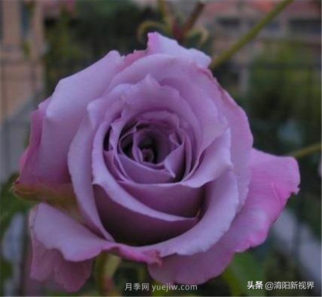 20種經(jīng)典月季品種，妝點(diǎn)南陽(yáng)火熱的夏季(圖19)