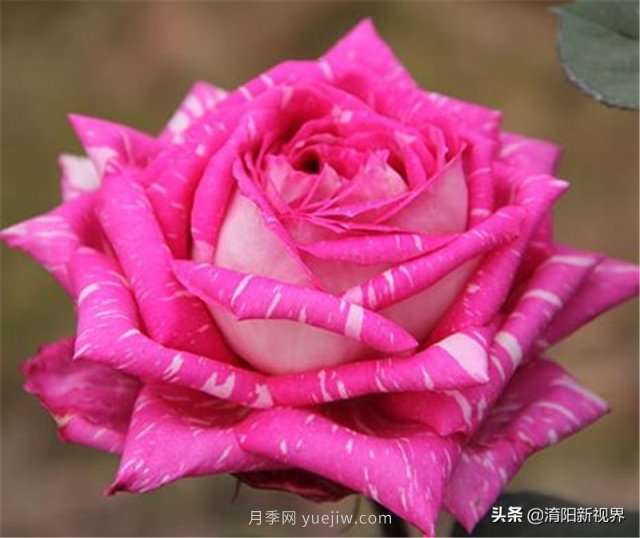 20種經(jīng)典月季品種，妝點(diǎn)南陽(yáng)火熱的夏季(圖16)