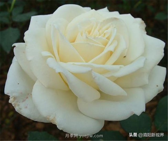 20種經(jīng)典月季品種，妝點(diǎn)南陽(yáng)火熱的夏季(圖10)