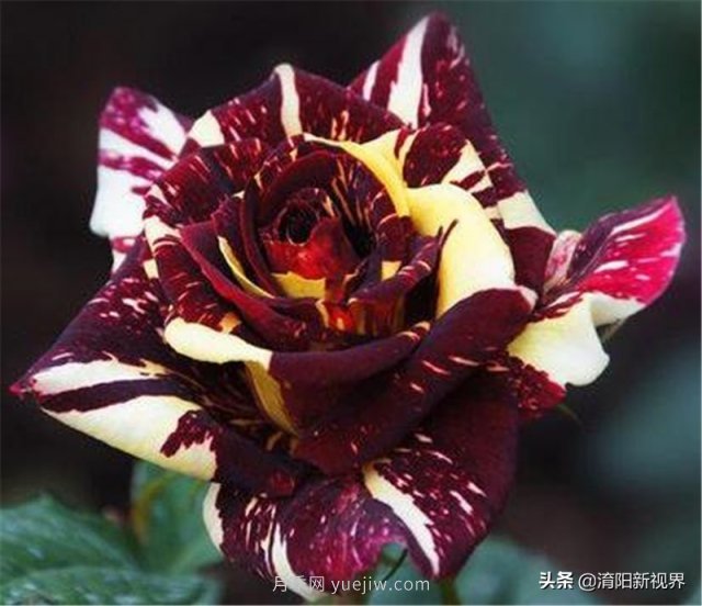 20種經(jīng)典月季品種，妝點(diǎn)南陽(yáng)火熱的夏季(圖20)