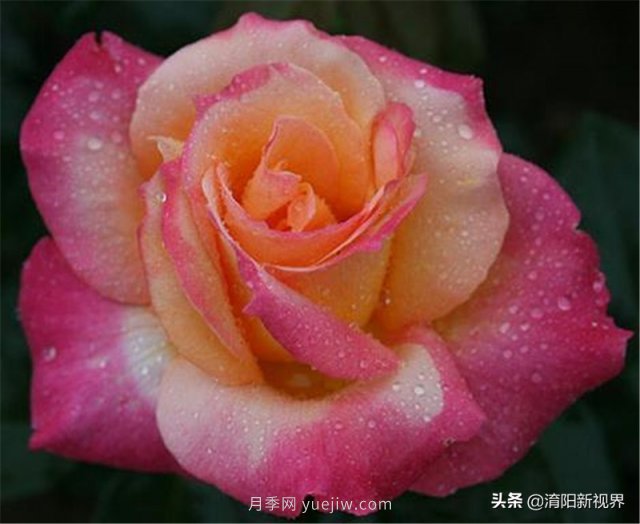 20種經(jīng)典月季品種，妝點(diǎn)南陽(yáng)火熱的夏季(圖14)
