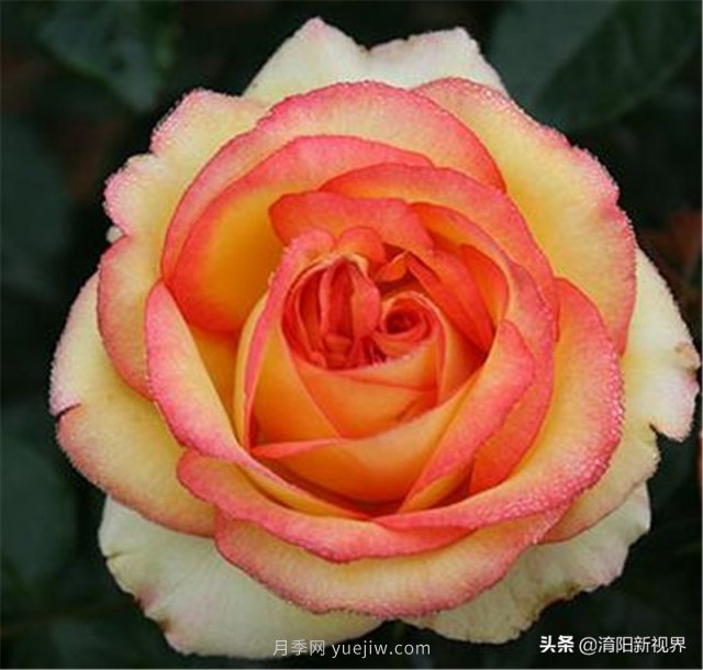 20種經(jīng)典月季品種，妝點(diǎn)南陽(yáng)火熱的夏季(圖13)